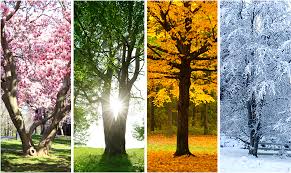 We did not find results for: Kinnucan Tree Experts Landscape Co 847 234 5327 Lake Bluff Il