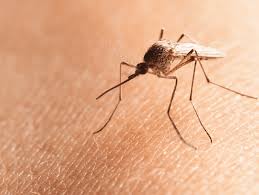 How can i contact terminate termite and pest control? Debary Pest Control 19 99 Monthly 386 337 8114