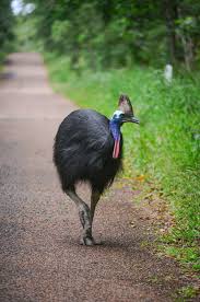 pin auf aussie birds all other birds