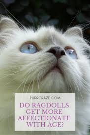 Do Ragdoll Cats Get More Affectionate With Age Purr Craze