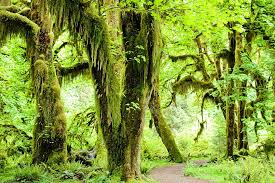 Designated as both a world heritage site and an international biosphere reserve by the united nations, the park serves as a living laboratory for scientists and students, as well as an incredible natural playground for visitors. Olympic National Park Hall Of Mosses Local Adventurer Travel Adventures In Las Vegas World Wide