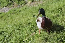Enten Im Garten Halten So Fuhlten Sie Sich Rundum Wohl