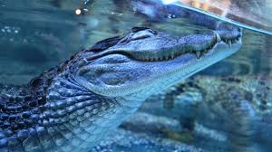 See more ideas about reptiles and amphibians, crocodiles, wallpaper. Wallpaper 1920x1080 Px Animals Crocodiles Nature Predator Underwater Wild 1920x1080 Goodfon 1655179 Hd Wallpapers Wallhere