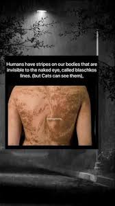 See The World Through The Eyes Of A Cat