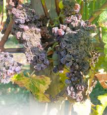 Image result for Botrytis cinerea