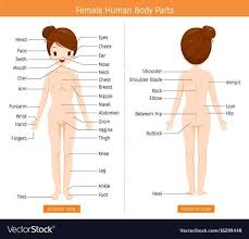 Men always seem to overlook foreplay. Female Anatomy Pics Human Body Organs Human Body Anatomy Human Body Diagram