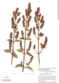 Image result for Cantinoa