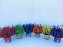 Image result for Calluna vulgaris