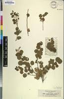 Image result for Cadaba glaberrima