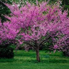 Texas redbud trees enthusiastically announce spring with a vibrant cloud of pink and purple blooms. Eastern Redbud A North Carolina Native Tree
