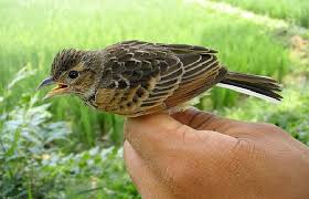 Burung branjangan tersebut secara fisik sedikit berbeda. Download 96 Gambar Burung Branjangan Keren Gratis