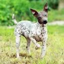 List of Hairless Animal Breeds - Dog Breed Info