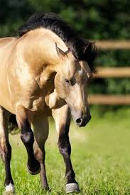 Mustang (jeans) — mustang bekleidungswerke gmbh co. Die 65 Besten Ideen Zu Falbe Falbe Pferde Pferd