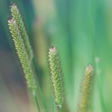 Image result for Setaria sphacelata