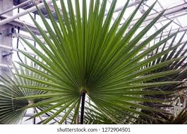 Image result for Washingtonia filifera