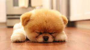 Pin On Dogs Wallpapers