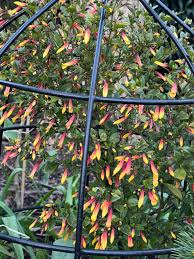 Image result for Jamesbrittenia burkeana