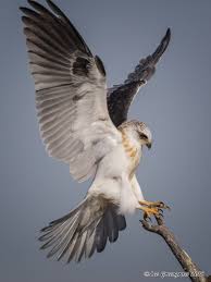 Birds Of Prey Digital Release Date Most Current Photo Birds Of Prey Hunting Concepts As Being A Parrots With Feed Digital Photographer The Main Difficul In 2020 Birds Of Prey Bird Of Prey Tattoo Birds