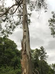 Image result for Eucalyptus tereticornis