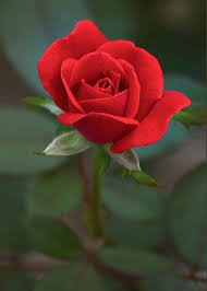 The Perfect Rose Greeting Card For Sale By Parker Cunningham Beautiful Rose Flowers Hybrid Tea Roses Pretty Flowers