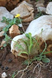 Image result for Gutenbergia leiocarpa