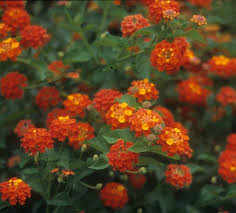 Image result for Lantana ukambensis