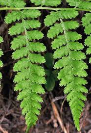 Image result for Athyrium