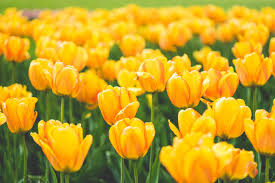 Meadow Of Blooming Yellow Tulips Free Stock Photo Download Yellow Tulips Nature Images Free Nature Photos