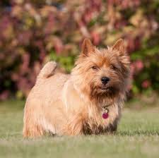 The secretary does occasionally hear of puppies for sale. Norwich Terrier Puppies For Sale Adoptapet Com