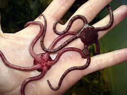 Top fin medium coral aquarium ornament coral 1. Two 2 Purple Serpent Starfish For Saltwater Coral Reef Fish Tank Aquarium Buy Online In Grenada At Grenada Desertcart Com Productid 10597795