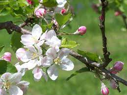 Apple Blossom Jpg 1024 768 Pixels Apple Blossom Flower Apple Blossom Blossom Flower
