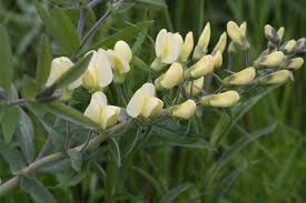 Image result for Voacanga bracteata