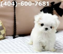 Cockapoo puppies near me cockapoo puppies in virginia beach cockapoo for sale around me. Virginia Beach Our Beautiful Maltese Puppy Is Ready To Go To His New Forever Home Now Text At 404 600 76 Teacup Puppies Maltese Maltese Puppy Puppies For Sale