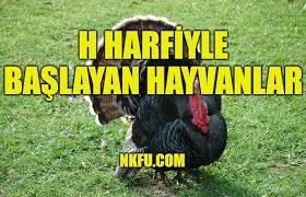 H Ile Hayvan Listesi H Harfiyle Baslayan Hayvanlar Ve Kisa Aciklamalari Nkfu