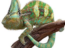 Courtesy the veiled chameleon chamaeleo calyptratus is found in saudi arabia and yemen. Veiled Chameleon Chameleo Calyptratus Calyptratus Reptile Breed Hypoallergenic Health And Life Span Petmd