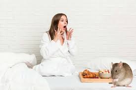 Although finding mice in your bed is not a common phenomenon, there are a few things you can do to prevent mice from entering your bedroom: Can Mice Climb Into Beds On Walls How To Keep Rats Away From Bed