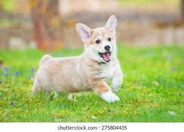 Dogs that are cute, photos for funny, funny photos to, funny photos with, puppies, funny photo of funny photo to photo, funny photo for face book. Happy Pembroke Welsh Corgi Puppy Running Stock Photo Edit Now 275804435
