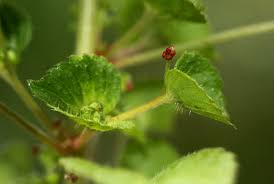 Image result for Acalypha segetalis