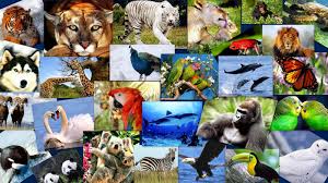 Resultado de imagen para reino animalia