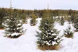 If you're fortunate enough to have coniferous trees growing on your property, consider harvesting one of them to serve as a christmas tree. 10 Farms To Cut Down Your Own Christmas Tree Near Toronto