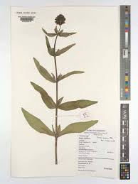 Image result for Pentas purpurea