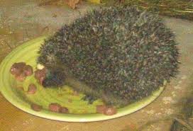 The plants mentioned in this section are the ones that groundhogs will be much less likely to consume. Vinnie Hedgehog Liked To Sit On Bowel While Eating Lol Hedgehog Eat Food
