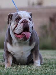 We offer english bulldogs stud service from international champion english bulldog studs service & we also have english bulldog puppies for sale to approved homes only, at times! Exotic English Bulldog Puppies Stud Service Topnotchexoticbullies Com