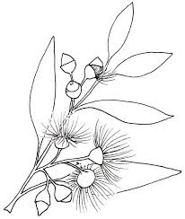 Beccy S Place Wildflower Drawing Australian Native Flowers Drawings