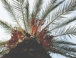 Sime darby plantation presenters mohd nairul naim bin abd rahim ega150021 rupah devi a/p palaniandi ega140059 abdul hameed abdul kareem ega140030 lee shee lan ega150027 hengameh pourjafari kasmaei ega140054 furthermore, it operates. Farmlandgrab Org Sime Darby Plantation Considers Exiting West Africa Palm Oil Operations Sources