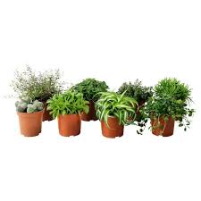 Himalayamix Potted Plant Assorted Species Plants Ikea In 2020 Easy Care Plants Plants Indoor Plants