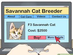 His former owners lost their home in the paradise ca fire of 2018 that decimated that town. How To Identify A Savannah Cat 8 Steps With Pictures Wikihow