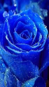 Blue Rose Iphone Hd Wallpaper Rose Seeds Rainbow Roses Hybrid Tea Roses