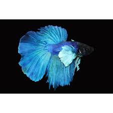 Elephant Ear Halfmoon Bettas Are Freshwater Fish Known Best For Their Beautiful Fins Colors Shop Elephant Ear Halfmoon Betta Halfmoon Betta Betta Betta Fish