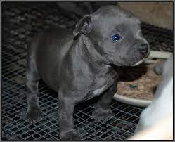 Healthy & potty trained pitbull puppies ready. Gray Pitbull Puppy With Blue Eyes A Photo On Flickriver